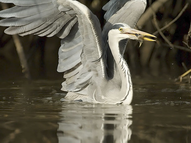 Harmaahaikara, Grey Heron, Ardea cinerea